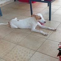 🐾 À L’ADOPTION – LOVA, la tendresse incarnée ! 🐾, chienne à adopter