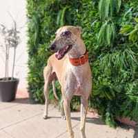 MULLER, chien à adopter