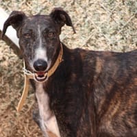 DIMITRI, chien à adopter