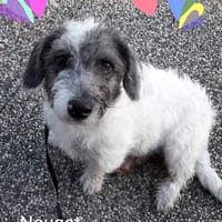 NOUGAT, chien à adopter