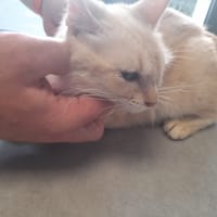 Lia chatte adulte, chatte à adopter
