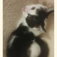 Actarus, chat à adopter