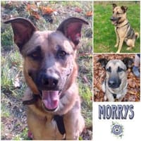 MORRYS * anhänglicher Familienhund, Hund zur Adoption