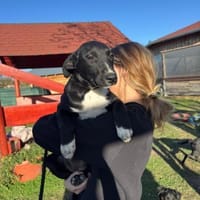 Nora - die große Liebe in Schwarz, Hündin zur Adoption