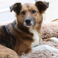 Elora - katzenfreundlich und sanftmütig, Hündin zur Adoption