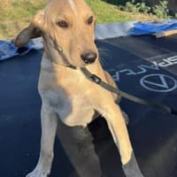 Junger Bailey möchte Abenteuer erleben, Hund zur Adoption