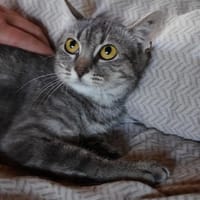 Lumi - unsere zarte Seele sucht Liebe, Katze zur Adoption