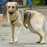 Chepi sucht standfeste Menschen, Hund zur Adoption