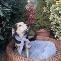 Carlo, Hund zur Adoption