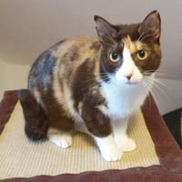 Dreifarbige Nikita auf Nestchensuche, Katze zur Adoption