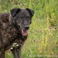 Barri möchte immer gekrault werden, Hund zur Adoption