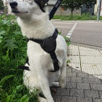Maia; sucht Ruhe und Sicherheit, Hündin zur Adoption