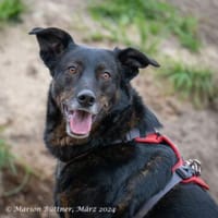 Moon ist ein richtiger Schatz, Hund zur Adoption