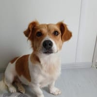 ❤ zuckersüsse Nellie❤, Hündin zur Adoption