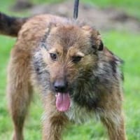 Til - fröhlich u. sehr verspielt, Hund zur Adoption