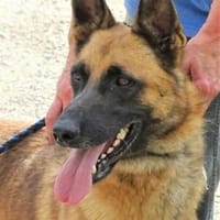 IKE möchte die Welt erkunden, Hund zur Adoption