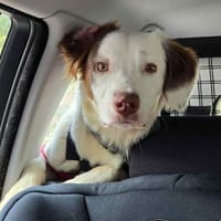 Timmy - aktiver Junghund liebt Kinder, Hund zur Adoption