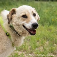 Raki ist ein liebevoller Hund, Hund zur Adoption