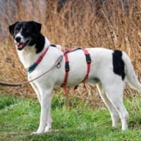 Elliot ist sensibel und unsicher, Hund zur Adoption