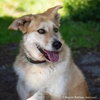 Konan mag Menschen unglaublich gerne, Hund zur Adoption