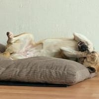 Anouk - Gute-Laune-Hund, Hündin zur Adoption