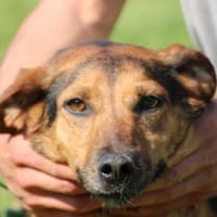 Patia - sehr zutraulich u. kinderlieb, Hündin zur Adoption