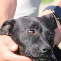 Bonni - kinderlieb u. sehr verspielt, Hund zur Adoption