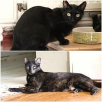Anant und India suchen ruhiges Zuhause, Kater zur Adoption