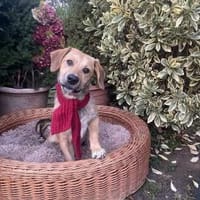 Simone, Hund zur Adoption