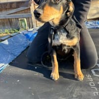 Unser Benny sucht seine Entdecker, Hund zur Adoption