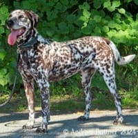 Nemo ist ein besonderer Hund, Hund zur Adoption