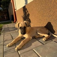 Sam - unser kleiner Kämpfer, Hund zur Adoption