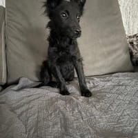 🐾Pepi sucht sein Für-Immer-Zuhause 🐾, Hund zur Adoption