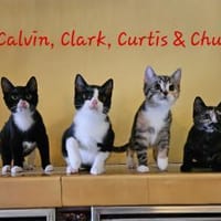 Calvin, Clark, Curtis & Chucky, Kater zur Adoption