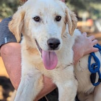 Robert, Hund zur Adoption