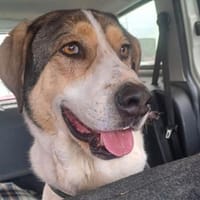 Olli - Geduld gefragt, Hund zur Adoption