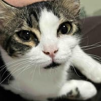 Pebbles -  Klein, aber oho, Katze zur Adoption