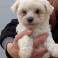 Fenja, Hündin zur Adoption