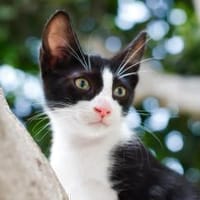 JAZZ - freundlicher und lieber Katzenbub, Kater zur Adoption