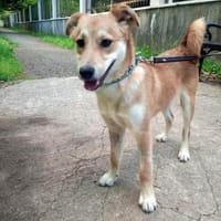 Aki - Zuhause gesucht!, Hund zur Adoption