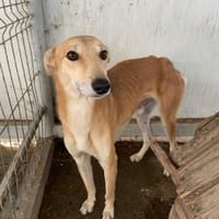 Traumhund Tofu sucht ein Zuhause, Hund zur Adoption