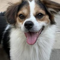 Kiko der CouchPotatoe, Hund zur Adoption