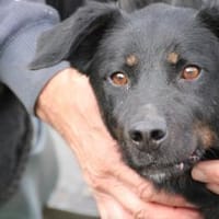 Canja - munter u. kinderlieb, Hündin zur Adoption