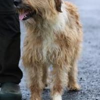 Ilio - hübscher Wuschelrüde, Hund zur Adoption