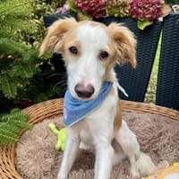 Pino, Hund zur Adoption