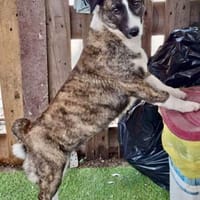 Vier Pfötchen, ein Herz - Tara!, Hündin zur Adoption