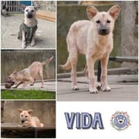VIDA * sanftes Seelchen möchte ankommen, Hündin zur Adoption