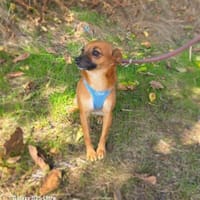 Bambi eine kleine kuschelmaus, Hündin zur Adoption