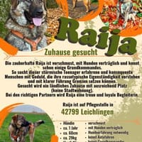 Die liebe 💕Raija 💕sucht ihre Menschen, Hündin zur Adoption