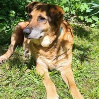 💙Ferris💙 sucht ein schönes Zuhause💙🐾, Hund zur Adoption